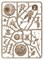 Nightvault Шкуродёры Тандрика (rus) Warhammer Underworlds 110-54-21