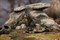 Fallout: Wasteland Warfare - Creatures: Deathclaw (2019) MUH051773 - фото 195907