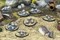 Fallout: Wasteland Warfare - Creatures: Mirelurk Hatchlings + Eggs MUH052007
