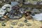 Fallout: Wasteland Warfare - Creatures: Mirelurk Queen MUH052005 - фото 195937