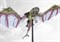 Conquest Spires: Pteraphon PBW1130 - фото 198711