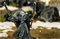 Набор миниатюр Steamforged Games Warmachine Dusk Final Hunt, SFIK-DSK369 SFIK-DSK369
