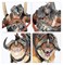 Maulbeast Raiders Warhammer Age of Sigmar 95-16