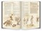 Настольная игра Dungeons & Dragons. Книга игрока 73601-R - фото 97008